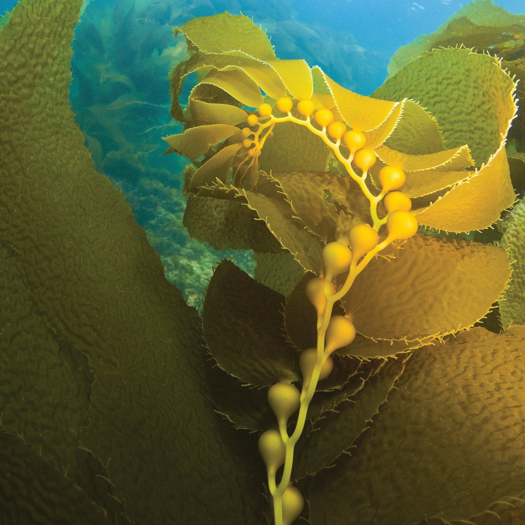 Celebrating Ocean's Natural Beauty Secret: Seaweed. Plus, How Repêchage Harnesses This Powerful Ingredient